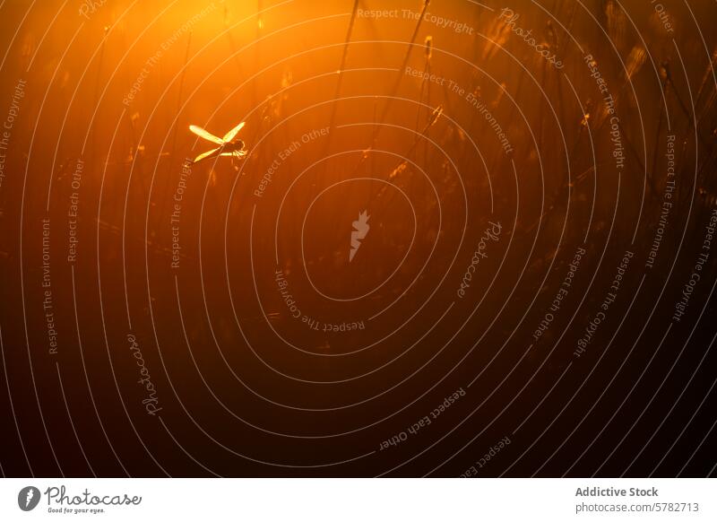 Libelle Silhouette gegen eine warme Sonnenuntergang Licht golden Schweben hohes Gras Gelassenheit beschwörend Natur Insekt Abenddämmerung im Freien friedlich