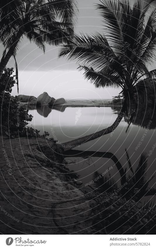 Ruhiger, monochromer Strand im Tayrona-Naturpark Monochrom Handfläche Baum Felsbrocken ruhig Szene tayrona natürlich Park Kolumbien Küstenlinie tropisch