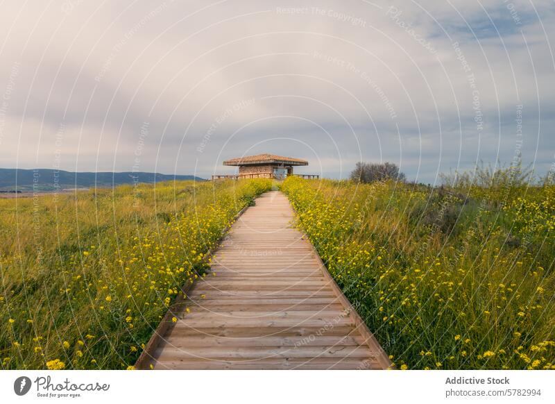 Promenade zum Pavillon im Nationalpark Tablas de Daimiel Holzpromenade Wildblume Daimiel-Tabellen kastilla la mancha bewölkter Himmel Natur Weg malerisch