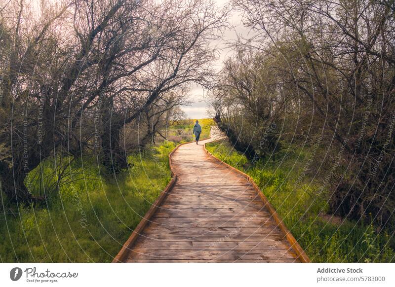 Ruhiger Spazierweg in Tablas de Daimiel, Kastilien-La Mancha Laufsteg hölzern Weg Natur Daimiel-Tabellen Nationalpark kastilla la mancha Spanien Grün ruhig