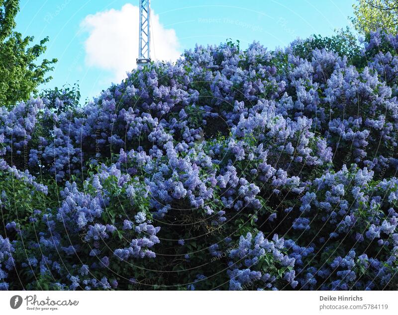 Urbane Natur: Üppig blühender Flieder vor Strommast und blauem Himmel. Fliederbusch Frühling Frühlingsgefühle lila Blumen Blühend urban himmelblau prächtig