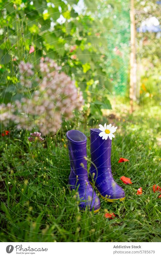 Lila Gummistiefel mit Blume in einer Gartenlandschaft Stiefel purpur Gänseblümchen Gras im Freien Frühling Gartenbau Gartenarbeit Schuhe Mode Farbe Blütezeit