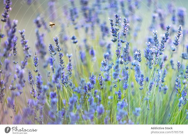 Lavendelfeld mit summender Honigbiene Biene Liebling Feld purpur Blume Natur Ruhe Windstille Insekt Pflanze Blütezeit Flora Botanik Ackerbau Gelassenheit Sommer