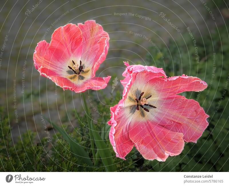 Weit geöffnete rosa Tulpen. Tulpenblüte Frühling Blume Blüte verblüht doppelt Doppel Pflanze verwelken Blumen Blühend