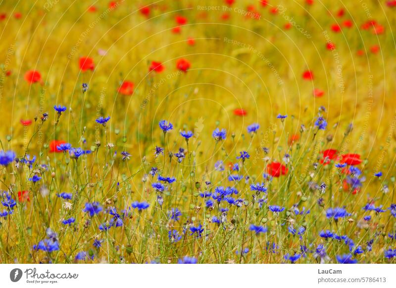 Aquarell naturell - Schönheit der Natur Mohnblumen Kornblumen Blumen Blumenwiese rot blau blühen Blüten Sommer Klatschmohn Wiese Feld wie gemalt Mohnfeld