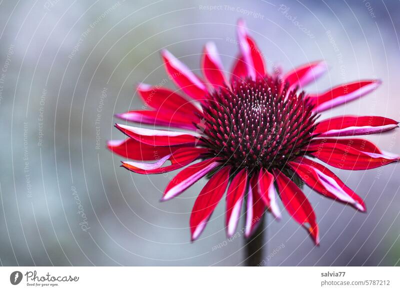 roter Sonnenstern roter Sonnenhut Echinacea Purpurea Pflanze Blume Nahaufnahme Staude Blütenstand blühen Garten Sommer Korbblütler mehrjährig Natur