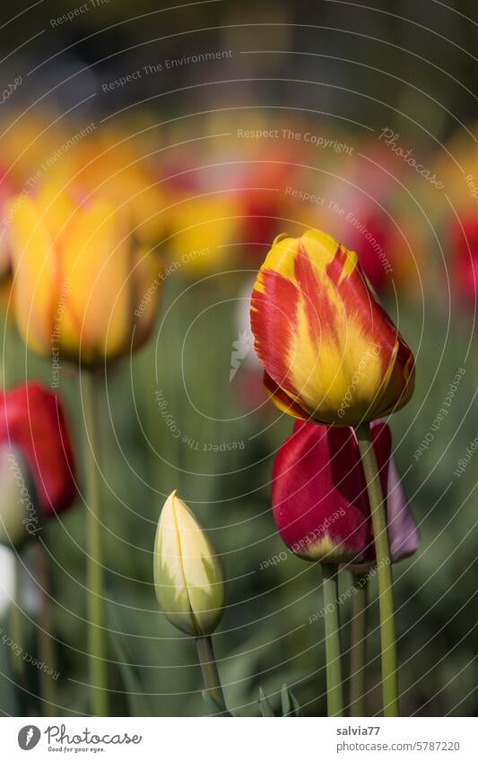 Tulpen zum Muttertag Blumen Frühling Blüte Blühend rot Tulpenblüte Pflanze Farbfoto Tulpenfeld Tulpenzucht Tulpenzeit gelb Natur grün Frühlingsgefühle