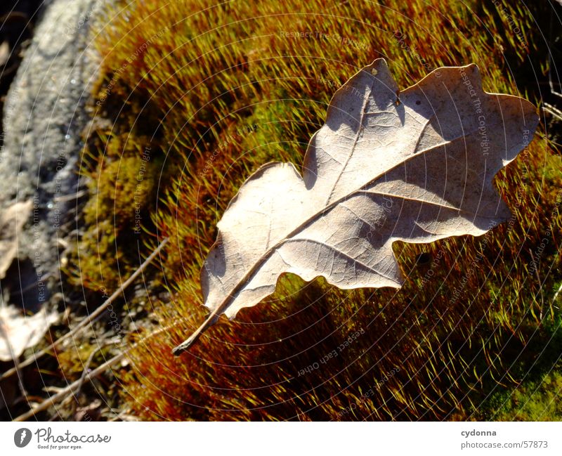Moosteppich Blatt Pflanze Licht Herbst Makroaufnahme Nahaufnahme Natur Detailaufnahme Stein Maserung Sonne