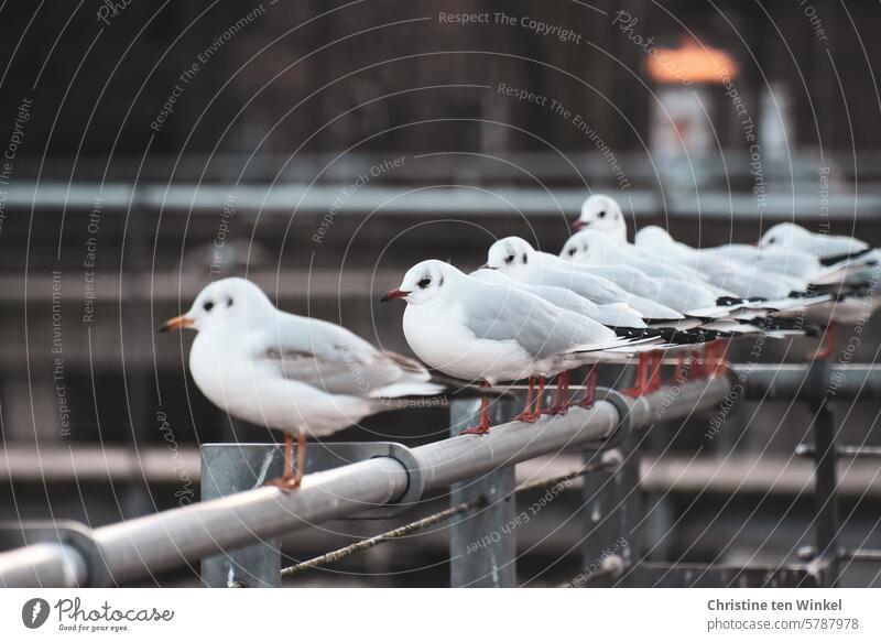 Möwentreff auf einem Geländer Vögel Gruppe gesellig Gespräch mehrere Möwen gemeinsam Möwengruppe vogel Tiere Möwen in der Stadt Vögel in der Stadt Unschärfe