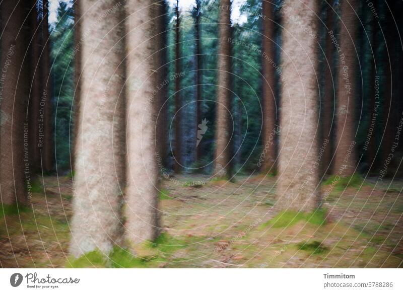 Wald - mir ist so komisch zumute Bäume Baumstämme Nadelbäume Boden Gras verschwommen irritierend Schwarzwald Farben Natur Menschenleer Farbfoto Hintergrund