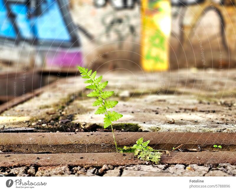 Junges, frisches Grün bahnt sich seinen Weg in einem Lost Place. Der kleine Farn kämpft sich durch. Doch der einzige Farbtupfer ist er nicht. Die Wand im Hintergrund ist bunt bemalt mit Street Art.