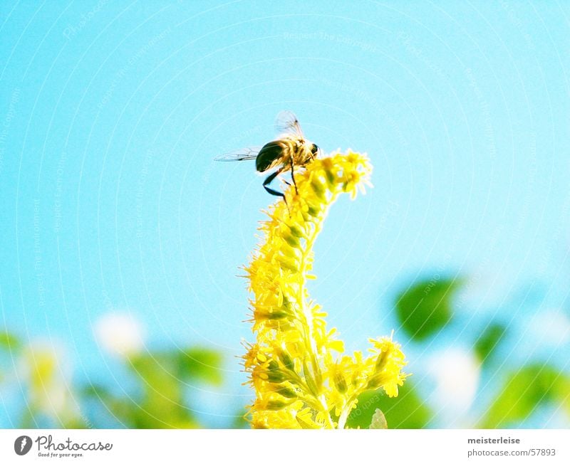 Blümchen und Bienchen 02 Biene Tier Insekt Außenaufnahme Sommer Frühling Sammlung fleißig Honig Honigbiene Natur Pflanze Garten meisterleise fliegen