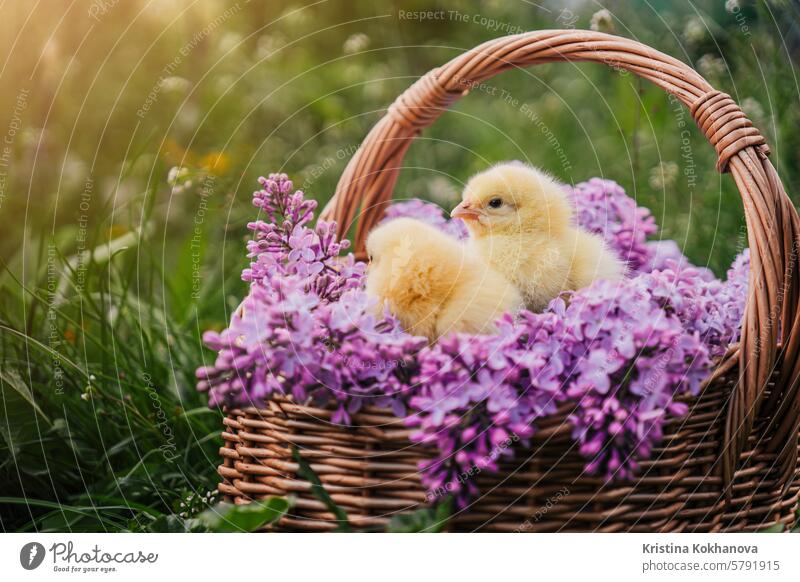 Niedliche kleine gelbe Hühner sitzen in einem Weidenkorb mit fliederfarbenen Blumen. Ostern. Hähnchen Küken Hintergrund Tier weiß lustig Baby Vogel Bauernhof