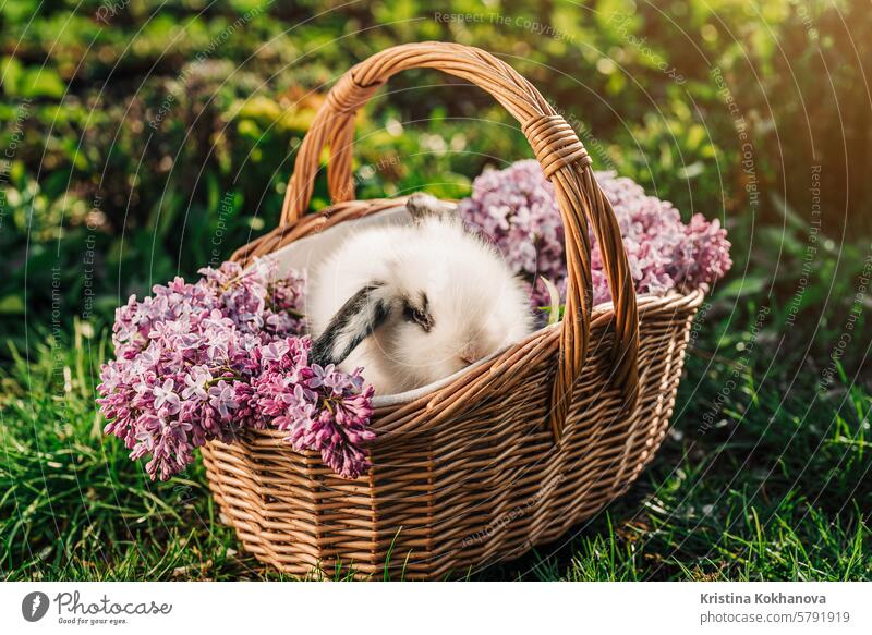Niedliche kleine Baby-Kaninchen in Weidenkorb auf Natur Hintergrund. Osterhase Symbol mit lila Blumen Bouquet. niedlich Gras Haustier Tier Hase Ostern fluffig