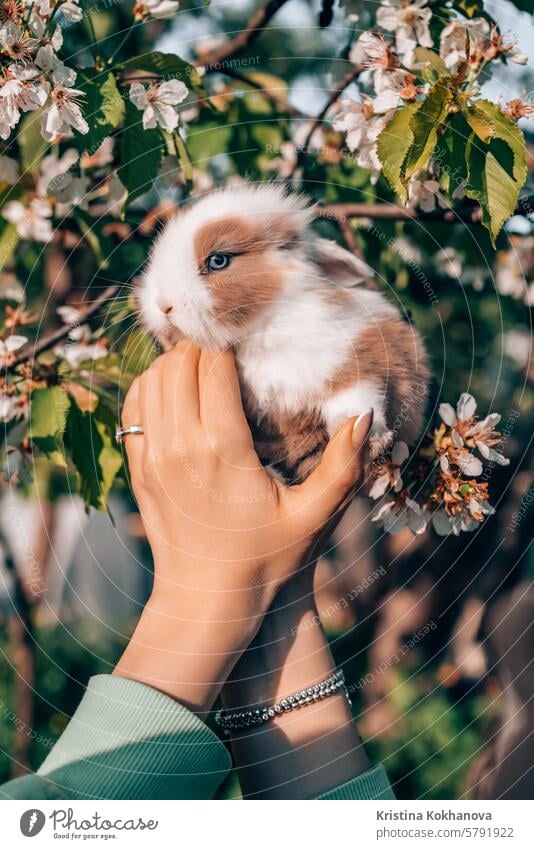 Nettes kleines Kaninchenbaby in den Händen auf blühendem Frühlingsbaum Hintergrund. Osterhase Symbol. niedlich Natur Gras Haustier Tier Hase Ostern fluffig Fell