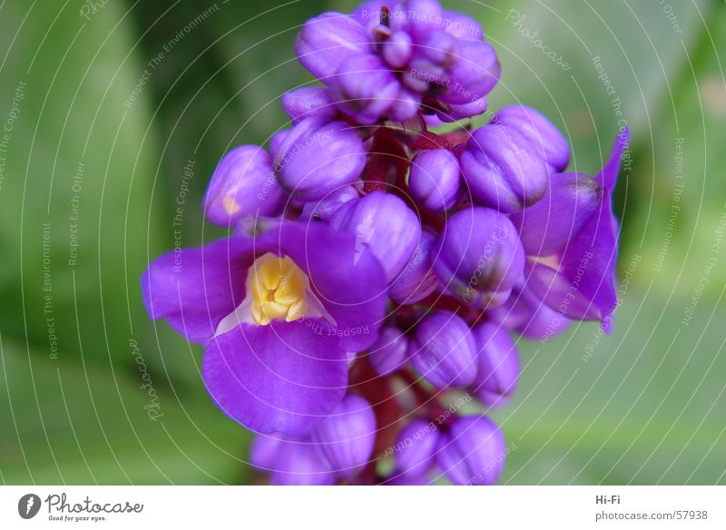 Blüte Pflanze Blume Wiese Gras Blatt violett Natur Nahaufnahme