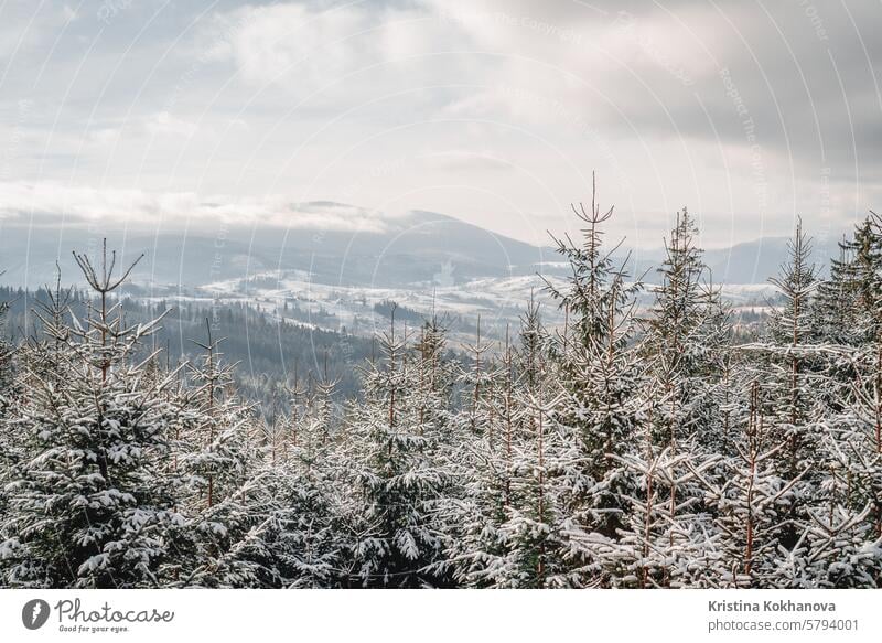Winter, nördliches Ziel. Berge, gefrorene Natur, Fichten, immergrüne Bäume. Antenne kalt bedeckt Dröhnen Immergrün Frost Landschaft Berge u. Gebirge nordisch