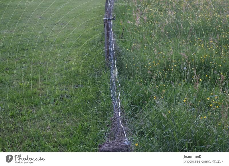 Wiese mit Zaun von oben Feld Weide grün Landwirtschaft Bauernhof Außenaufnahme ländlich getrennt Umwelt natürlich Natur Landschaft Abtrennung Gras Textfreiraum