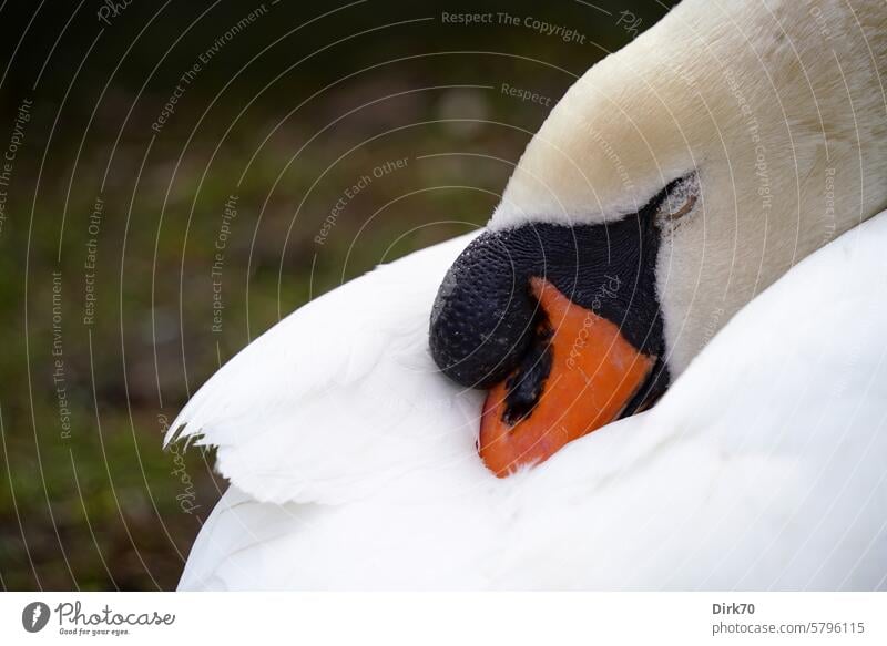 Porträt eines schlafenden Schwans Höckerschwan Augen geschlossen Schlaf Vogel Wildtier Tier Natur Außenaufnahme Flügel Tierporträt Schnabel weiß schön Farbfoto