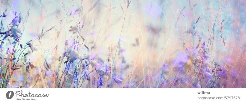 Verträumte Sommerwiese mit Glockenblumen Blumenwiese zart lila violett Gräser Header Headerbild sommerlich Poster Wandbild Geschenkpapier