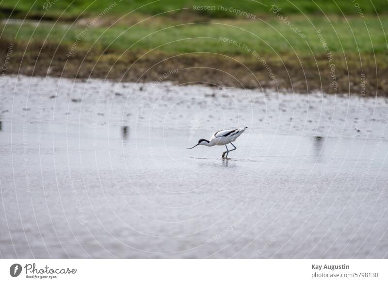 Säbelschnäbler Säbelschnäbler in den Feuchtwiesen Recurvirostra avosetta Keitumer Salzwiesen Nationalpark Wattenmeer Flügelspannweite schwarzweißen Gefieder