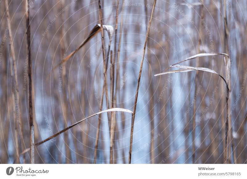 Die zarten Schilfhalme im Winter sehen aus wie gezeichnet Pflanze See Ufer Natur wachsen trocken kahl kalt Linien Wasser Wasseroberfläche Idylle ruhig Seeufer