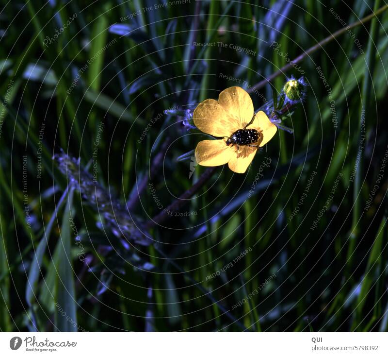 Butterblumen-Bettchen für ein Käferchen Insekt schwarz gepunktet gelb Hahnenfuß Natur Gras Gräser Schatten Schattenspiel Pflanze klein Sommer Umwelt Frühling