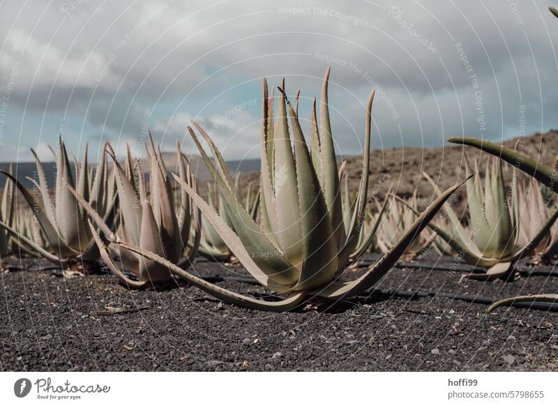 Kultivierung von Agaven auf vulkanischem Boden auf Lanzarote Agavengewächs Agavenpflanze Agavenfeld Vulkaninsel Kanaren Landschaft Ferien & Urlaub & Reisen