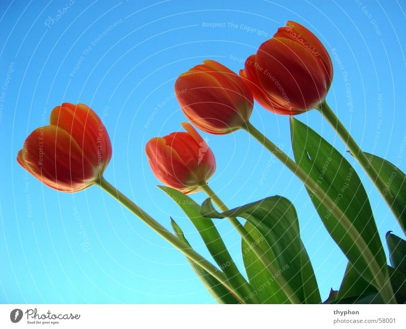 Tulpen Blume Frühling Blüte rot grün Himmel blau 4 Blumenstrauß