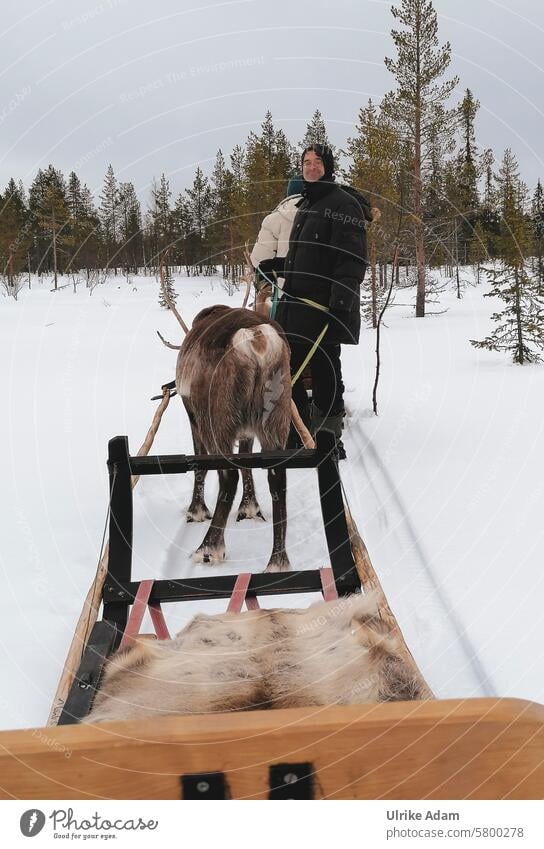 Lappland| Rentier Schlittenfahrt Rentier Fell Ausflug Geweih Tiere Idyllisch Licht Tourismus Winterurlaub Skandinavien Ferien & Urlaub & Reisen kalt