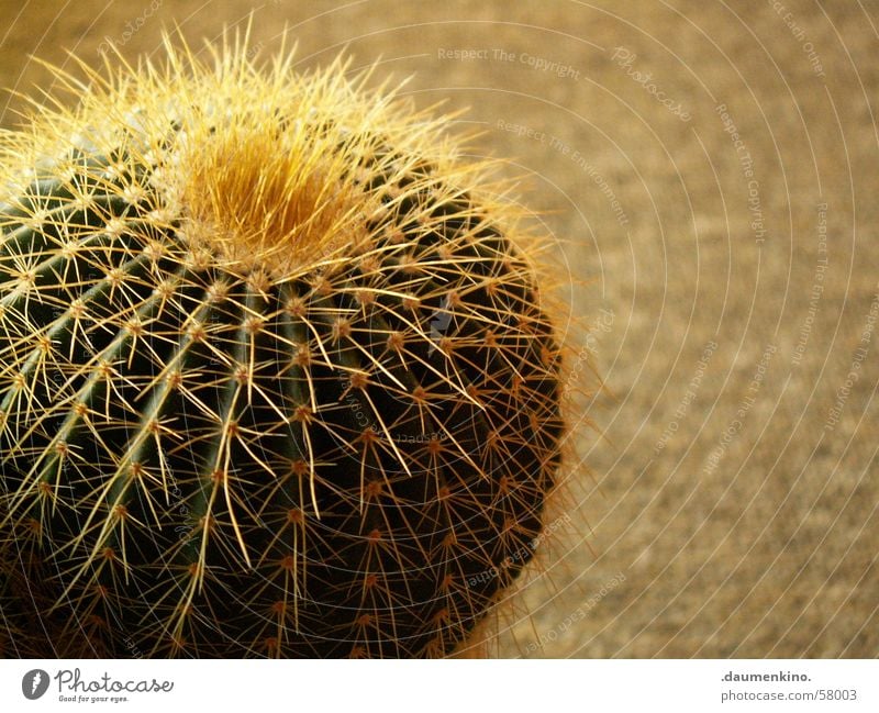 Charisma Kaktus Pflanze Teppich grün gelb gefährlich stachelig Stachel Bodenbelag Wasser