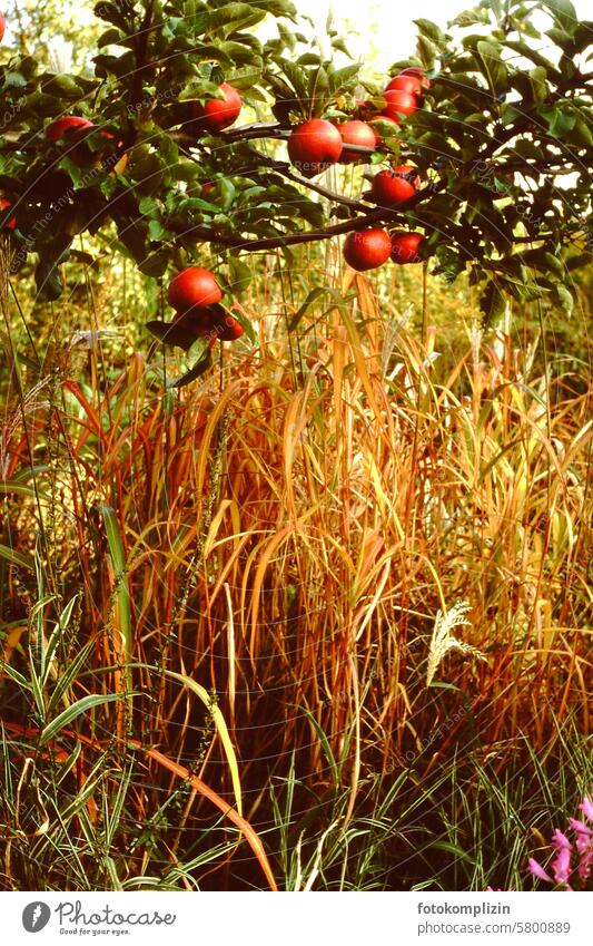 Äpfel am Ast im Schilf Herbst Ernte Apfelbaum zweig Apfelbaumzweig ast Baum Frucht Außenaufnahme Garten Lebensmittel saftig frisch Ernährung Obstgarten lecker