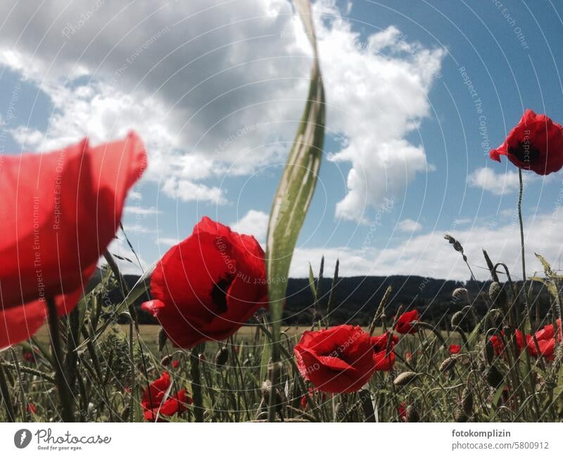Mohnblumentag Mohnblüte Mohnfeld Mohnwiese Klatschmohn rot roter mohn Feld Blumen