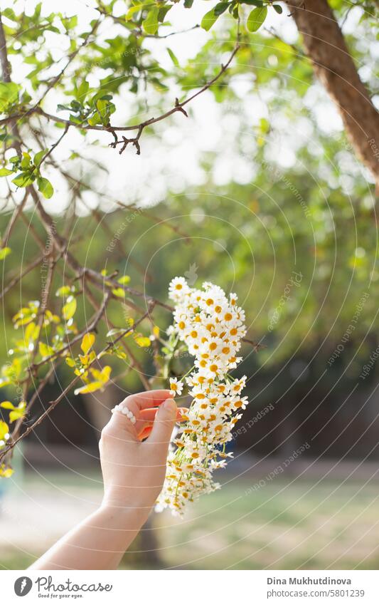 Hand hält Kamillen- oder Kamillenblütenkranz in grünem Park. Harmonie mit der Natur. Grünes Bokeh. Ökologischer veganer Lebensstil. Boho rustikalen langsamen Leben. vertikale Bild mit Kopie Raum.