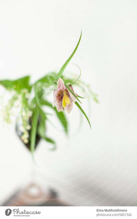 Fritillaria meleagris Frühling Blume Nahaufnahme auf weißem Hintergrund ästhetische florale Bild im Glas Blumen purpur Fliederbusch Blüte violett romantisch