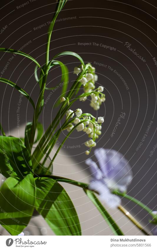 lila weiß und lila Farbe Blumen auf dunklem Hintergrund ästhetische florale Bild purpur dunkel Blüte violett romantisch Natur Frühling Duft Fliederblüte duftig