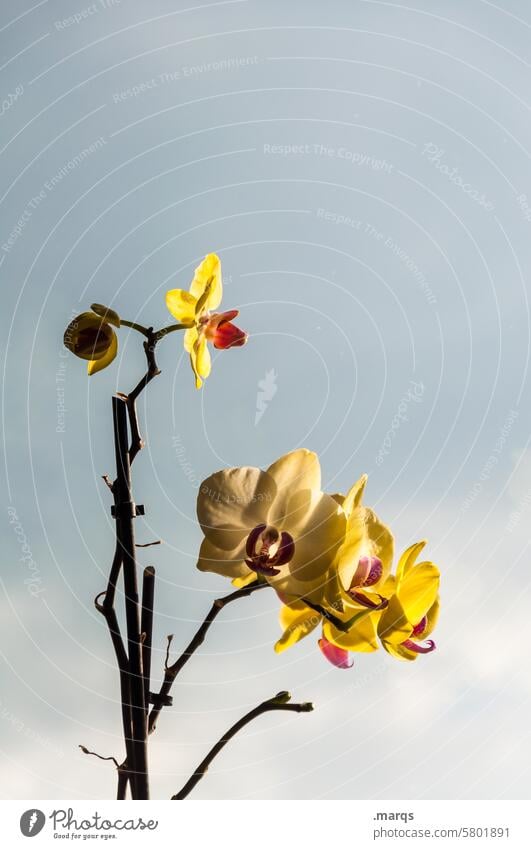 Orchidee gelb Pflanze Detailaufnahme Blume Blüte filigran natürlich Flora Natur Blütezeit grün exotisch Nahaufnahme botanisch geblümt Botanik Umwelt Schönheit