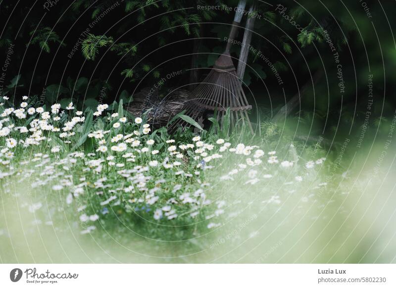 Frühlingsstimmung im Garten Gartengeräte Rechen Gartenarbeit Werkzeug Gras Gänseblümchen Wiese Licht Frühlingsgefühle Hecke weiß bellis perennis wild