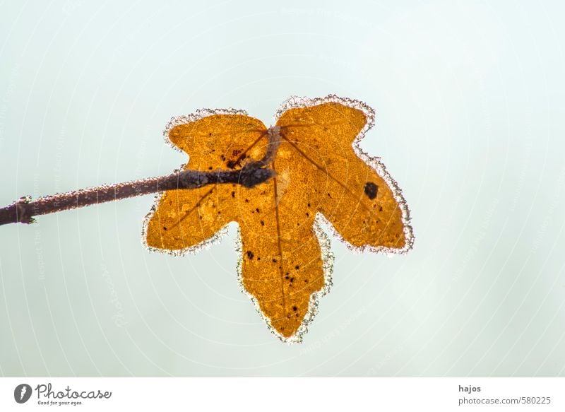 Blatt mit Eiskristallen Winter Natur Pflanze Frost kalt braun gefroren Kristalle Jahreszeiten Saison Struktur Oberfläche Farbfoto Nahaufnahme Makroaufnahme