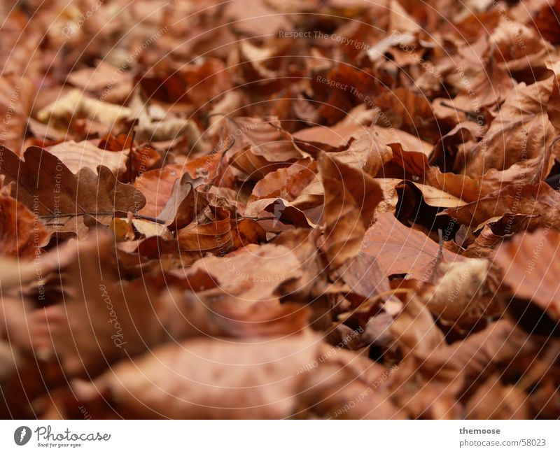 laub Blatt braun Herbst Trauer Bodenbelag ruhig brown Tod alt mögen welk