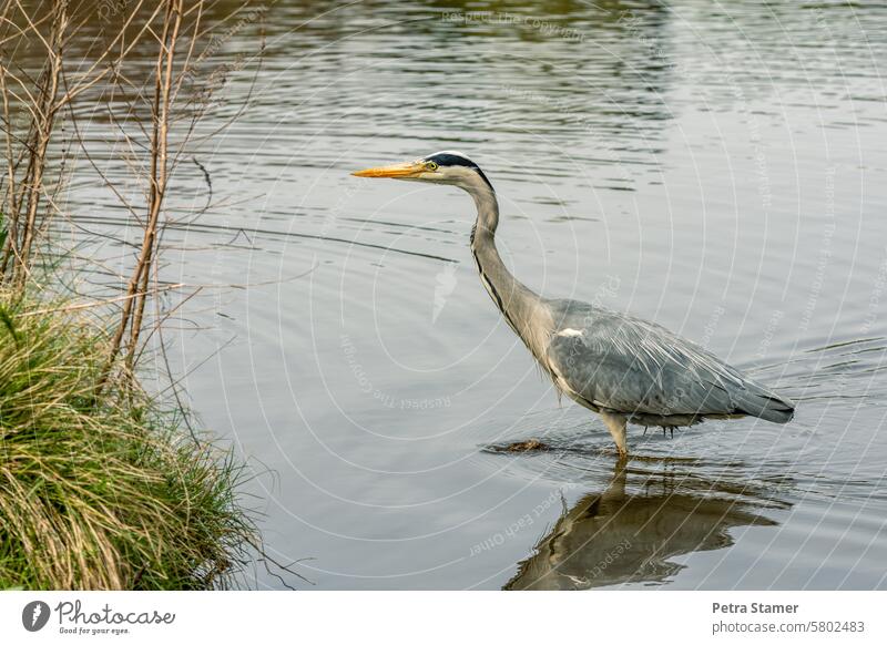 Grau Reiher Vogel Tier grau Natur Graureiher Wasser Umwelt natürlich stehen Außenaufnahme Menschenleer Farbfoto