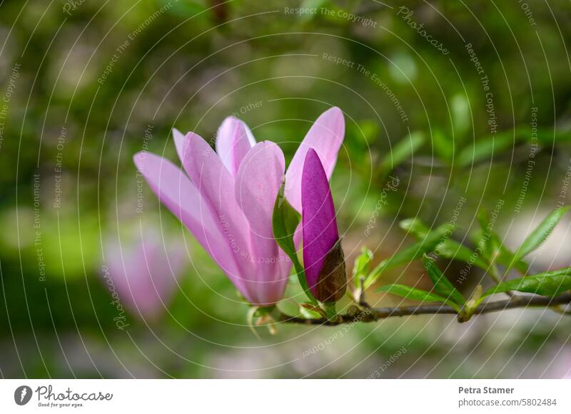 Rote Magnolie Magnolienblüte Blüte Frühling rosa Natur natürlich blühen Pflanze Magnoliengewächse Farbfoto violette Blüten Zweige u. Äste