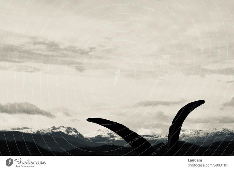 Sternzeichen | Steinbock vor Bergpanorama Hörner Gams Himmel in den Bergen zwei Hörner Tier Nutztier Außenaufnahme Bergkette schneebedeckter Berg Ausblick Natur