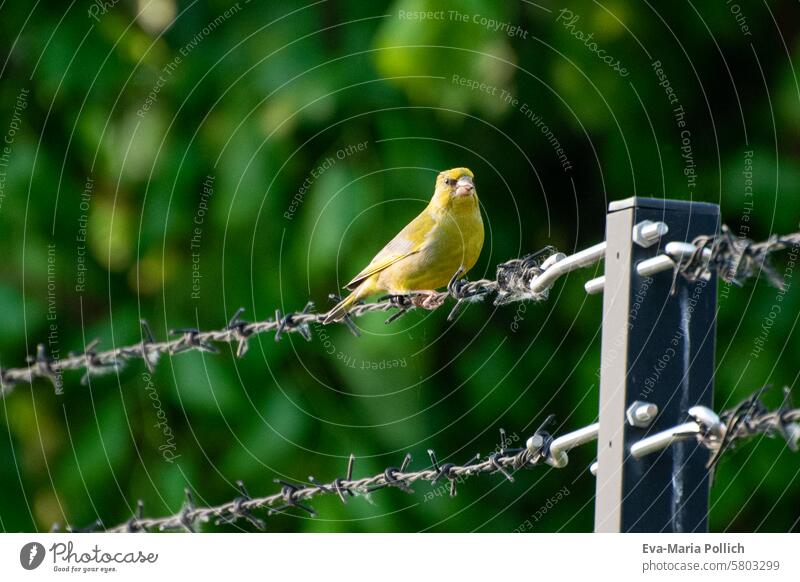 Grünfing auf Stacheldraht sitzend Grünfink Fink Vogel finkenvogel Finken finkenvoegel Zaun Absperrung Stacheldrahtzaun wildvogel Vogelbeobachtung Sonnenlicht