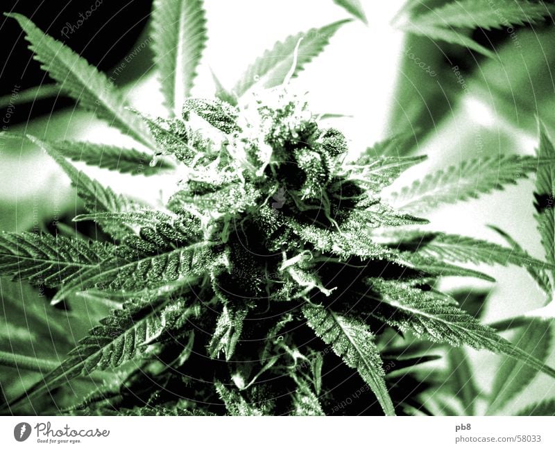 homegrown Pflanze Blüte Blatt grün Cannabis thc