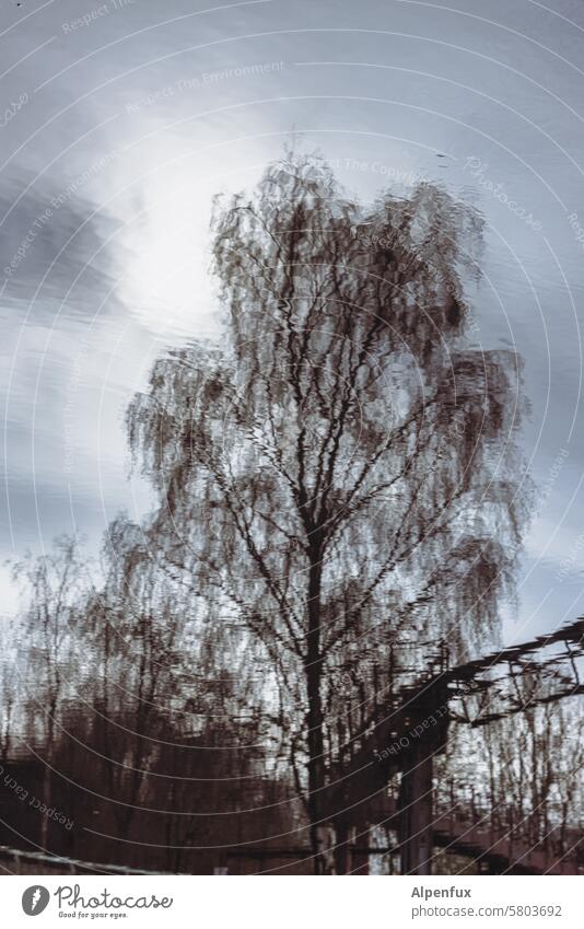 Spiegelung eines Baums in einem Teich Spiegelung im Wasser Reflexion & Spiegelung Außenaufnahme Baumkrone Natur See Himmel Wasseroberfläche ruhig Menschenleer