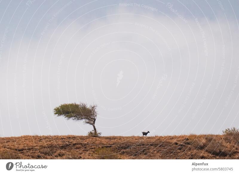 Baum vs. Ziege  Gegenseitiges Desinteresse Stimmung schlechte stimmung Windflüchter Natur Landschaft Außenaufnahme Menschenleer Himmel Farbfoto wild natürlich