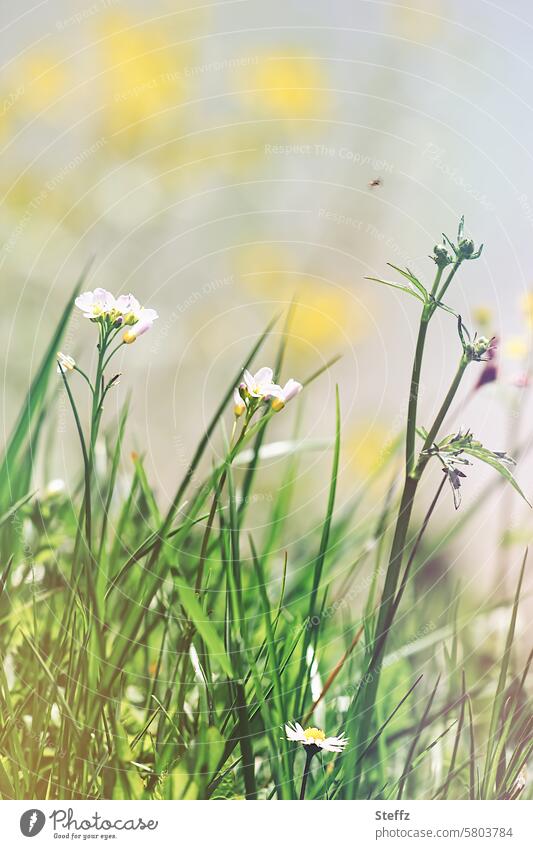 Wiesenblümchen blühen auf der Frühlingswiese Wildblumen Wildpflanzen Frühlingsgefühle Frühlingswetter Wiesenblumen Wiesenpflanzen bewachsen grasbewachsen