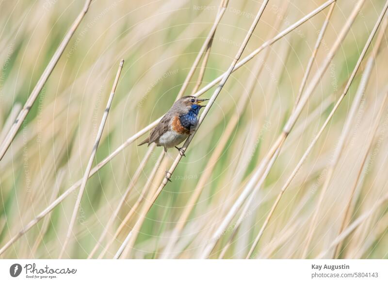 Weißsterniges Blaukelchen Sylt Natur Luscinia svecica Blauwborst Fauna Flora Schilfgebiet Schilfzone Gräser Vogelschutzgebiet Naturschutzgebiet Morsumkliff