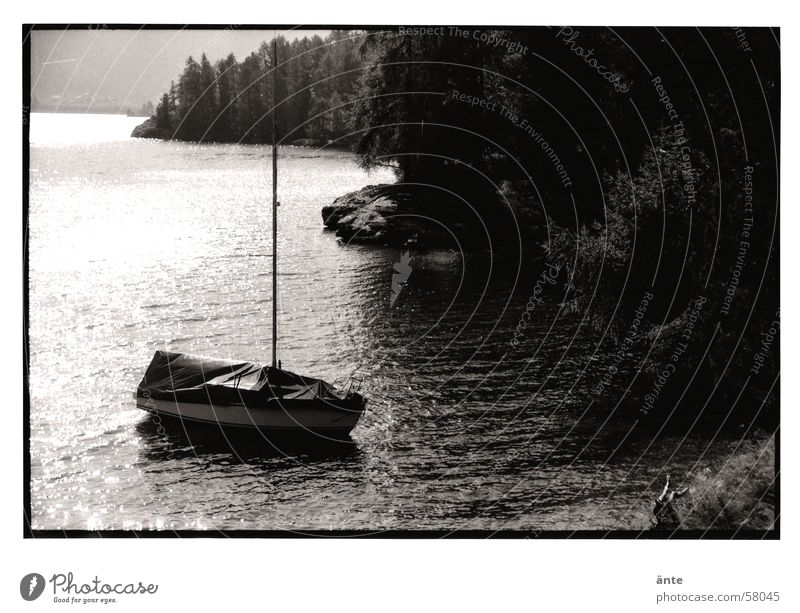 am Silsersee See Engadin Schweiz Wasserfahrzeug Segelboot Wellen Wald Baum Tanne Reflexion & Spiegelung Licht Physik Stimmung Sommer Herbst Schwarzweißfoto